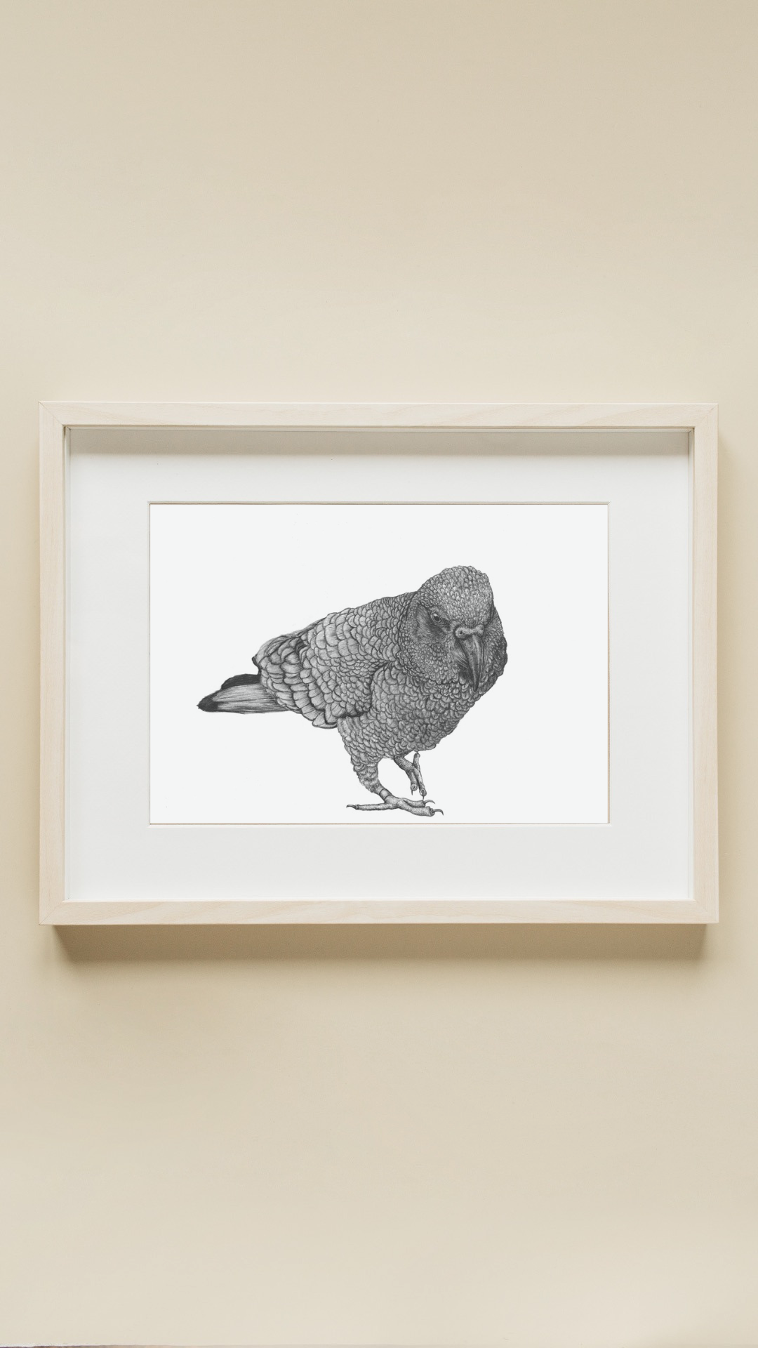 NZ Native Kea Drawing Print