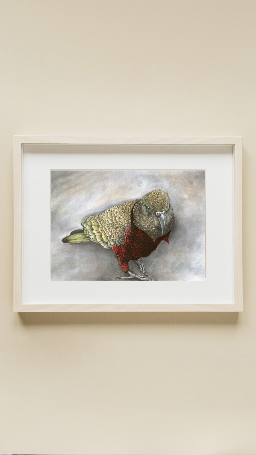 NZ Native Kea Wearing a Flannel Shirt Mixed Media Print